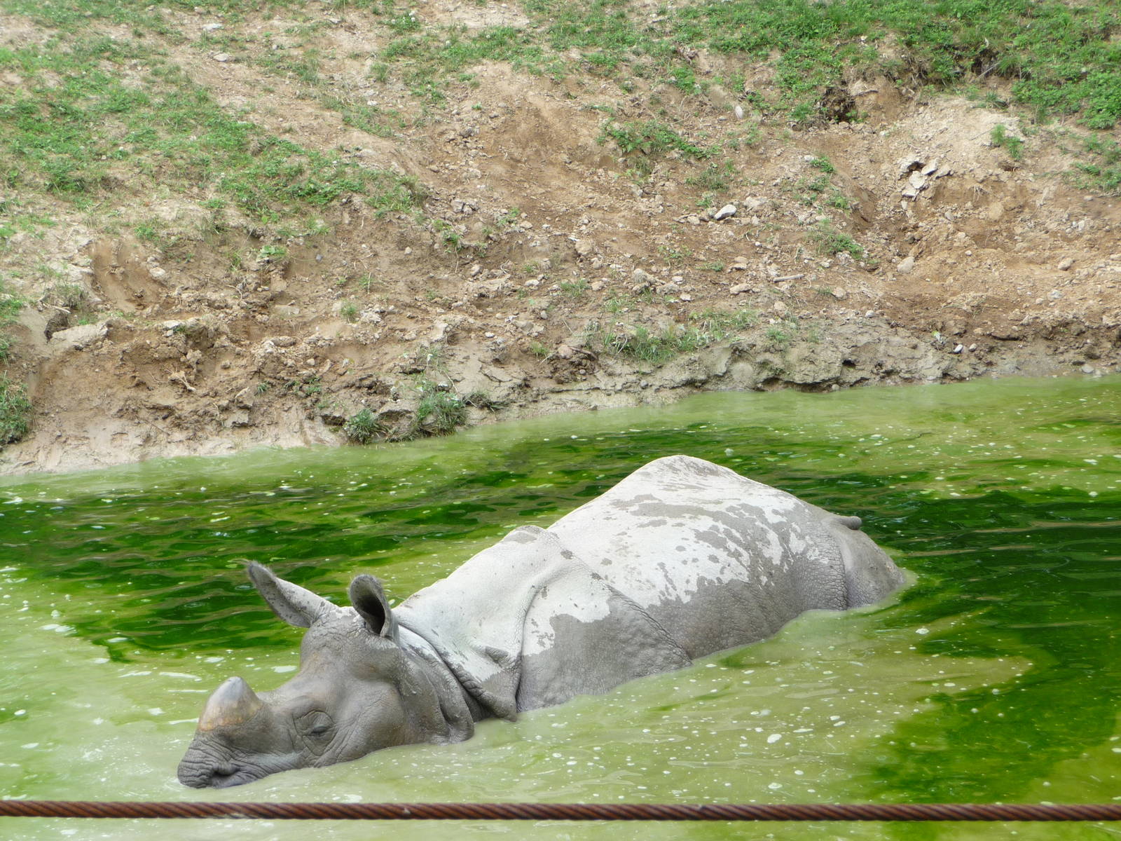 Toronto Zoo - Indian Rhino