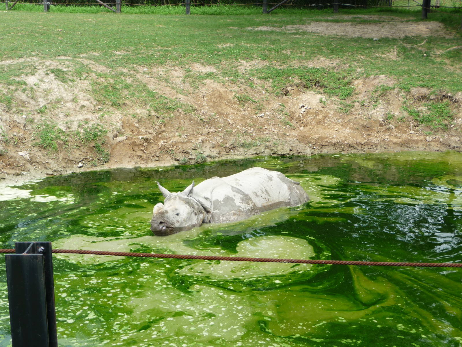 Toronto Zoo - Indian Rhino