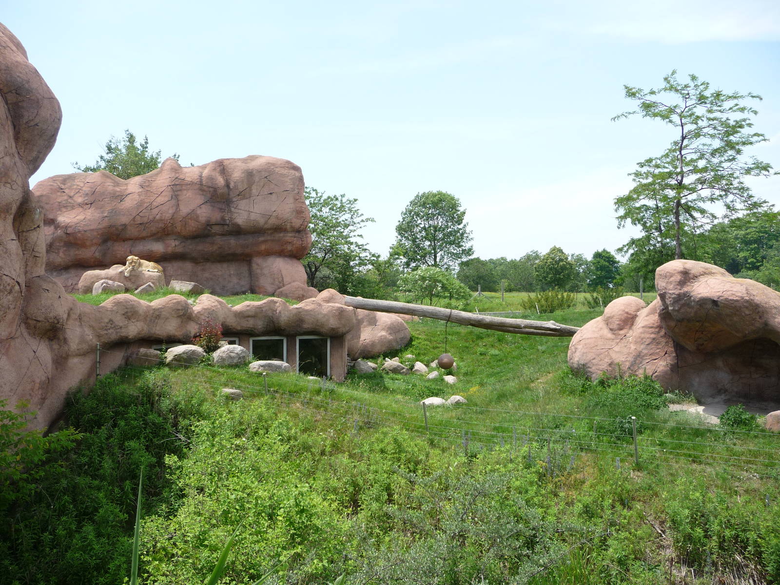 Toronto Zoo - Lion Exhibit