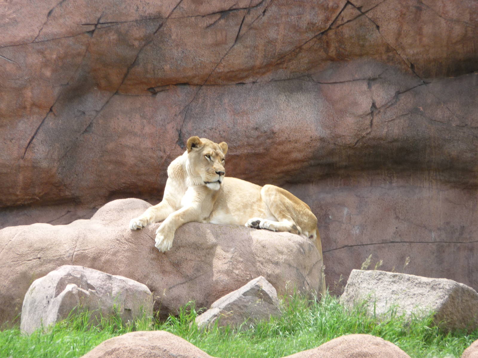 Toronto Zoo - Lion