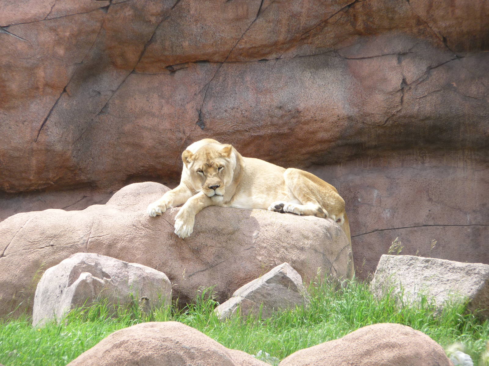 Toronto Zoo - Lion