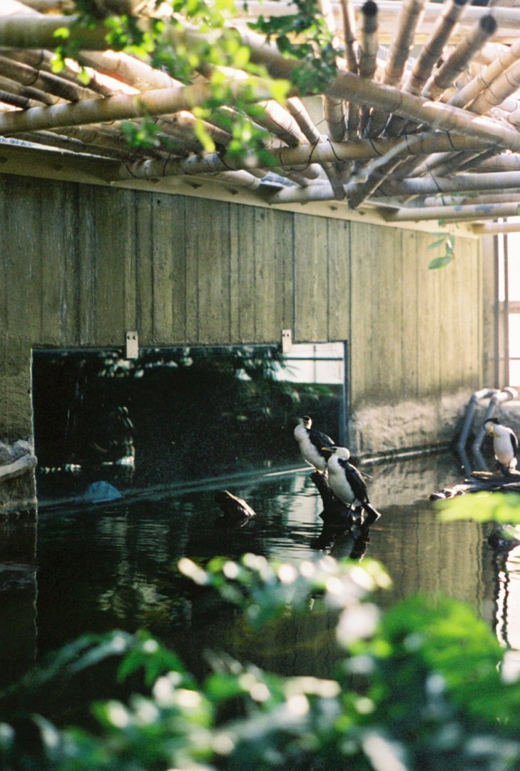 Toronto Zoo - Little Pied Cormorants