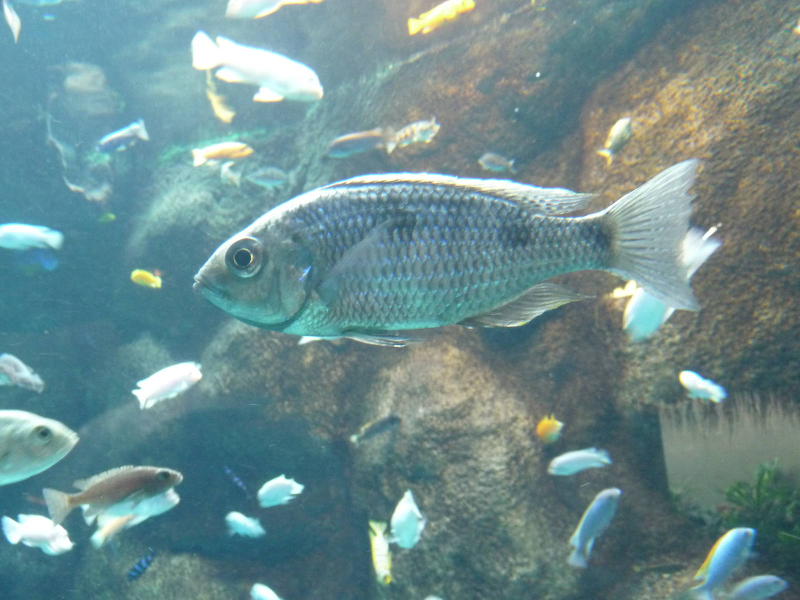 Toronto Zoo - Malawi cichlid aquarium
