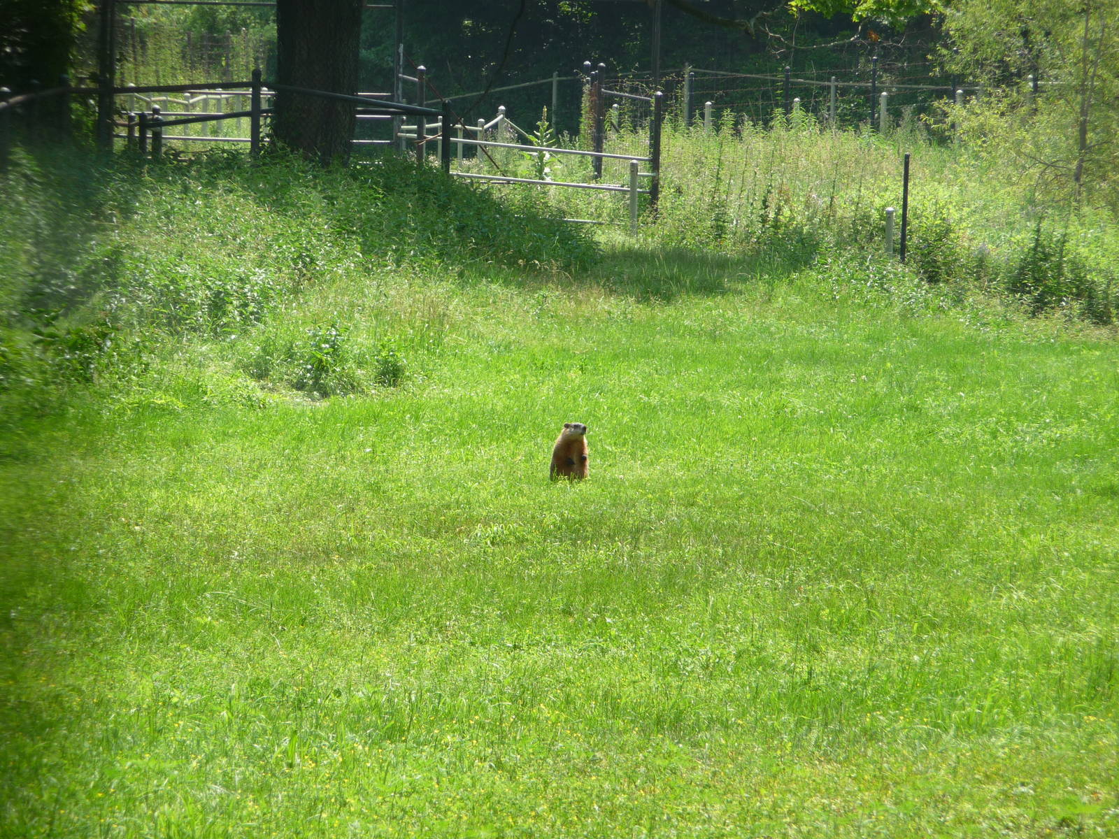 Toronto Zoo - Marmot
