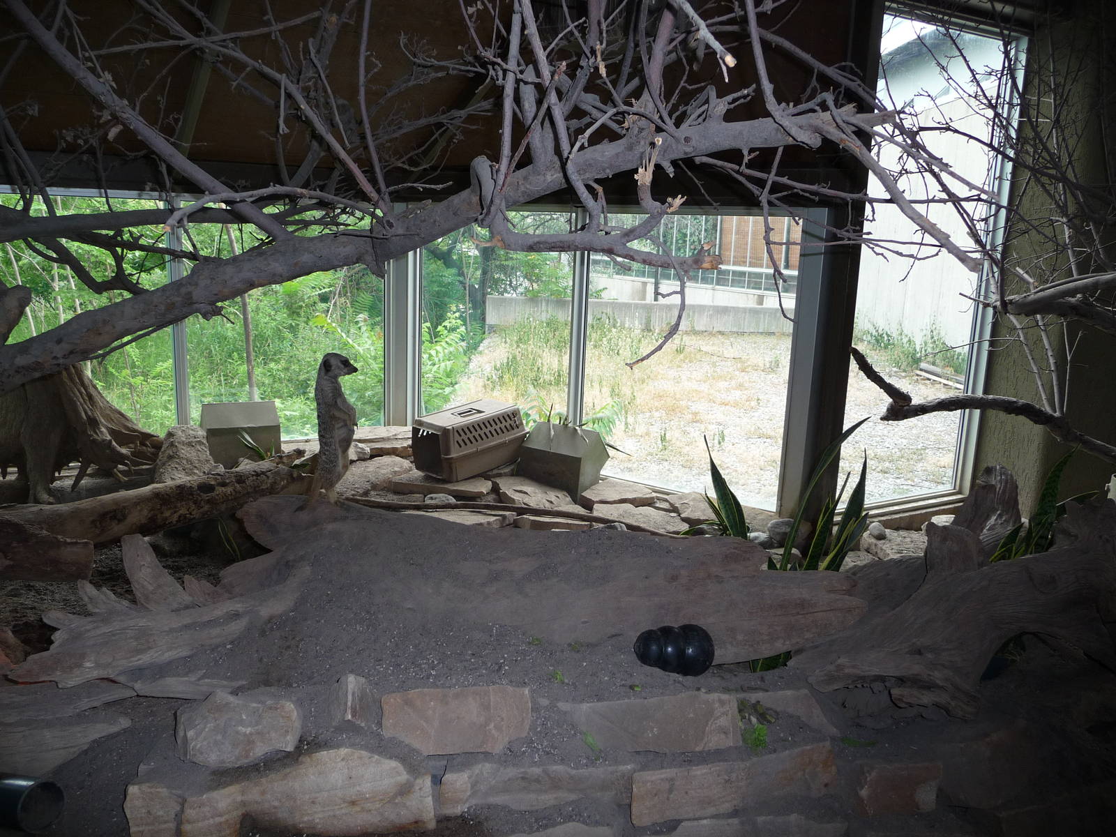Toronto Zoo - Meerkat Exhibit