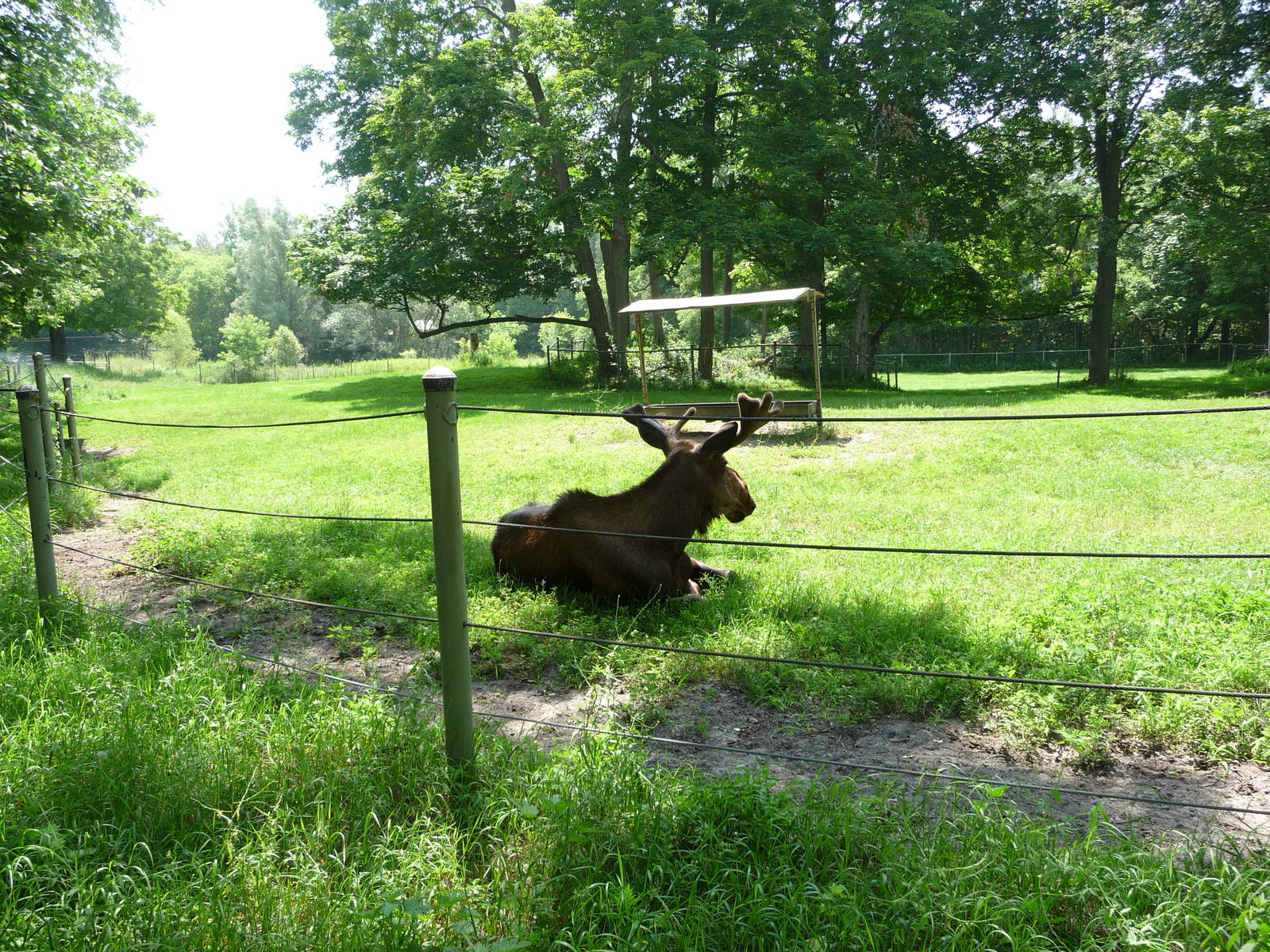 Toronto Zoo - Moose Exhibit