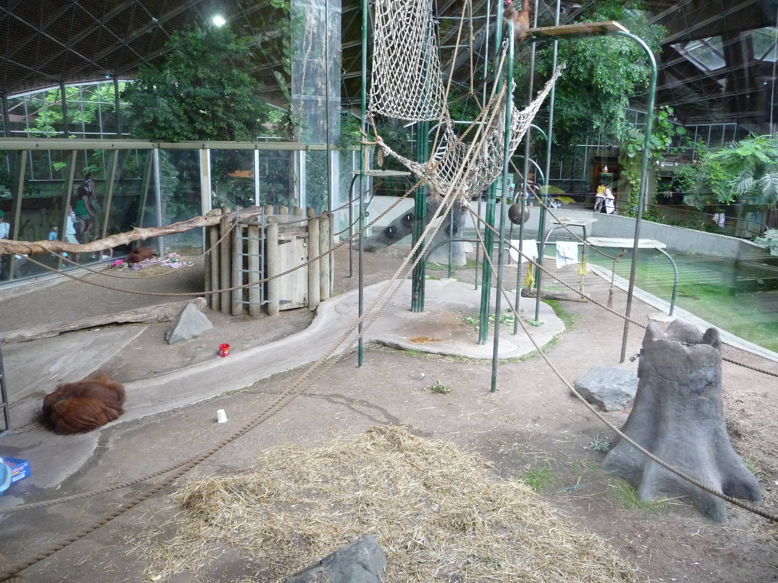 Toronto Zoo - Orangutan Exhibit