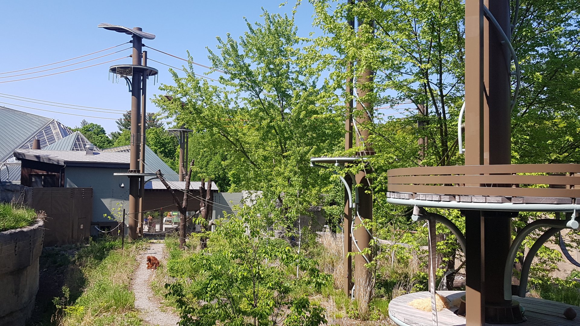 Toronto Zoo Orangutan Outdoor Habitat