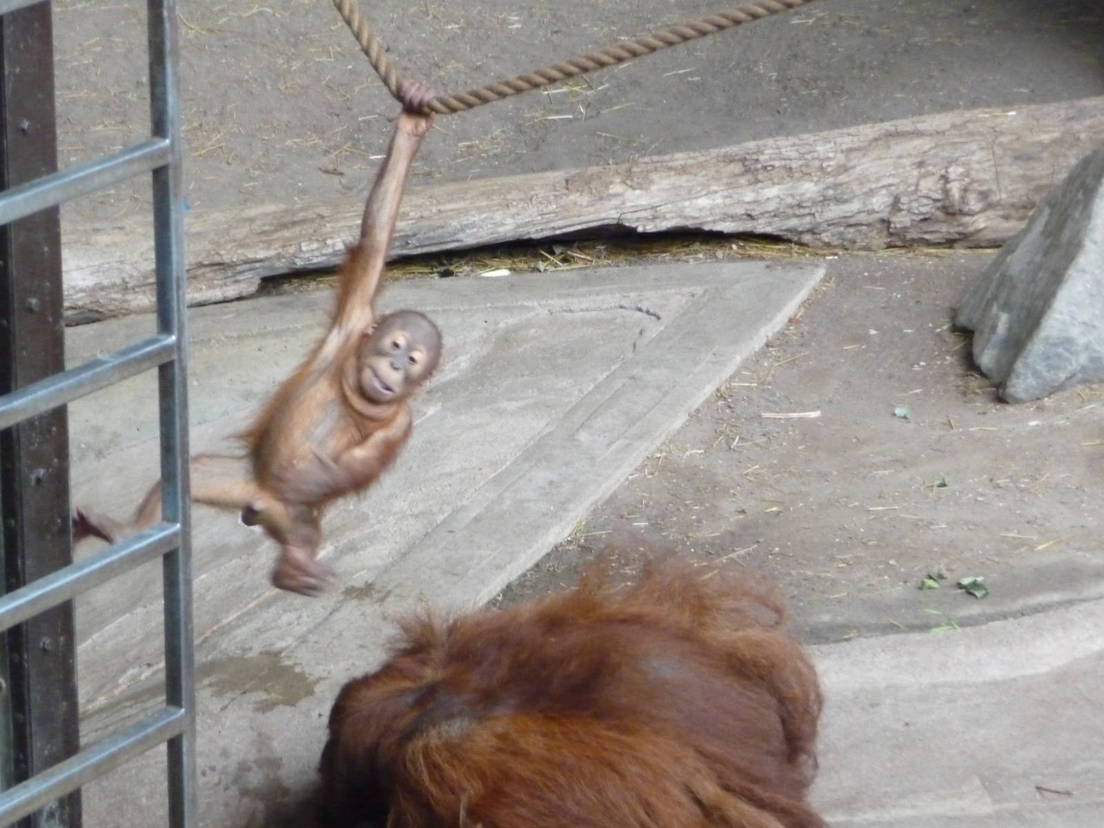 Toronto Zoo - Orangutans