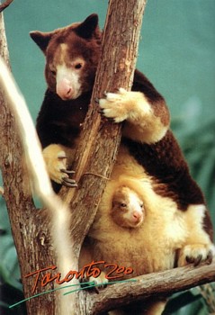 Toronto Zoo postcard animal