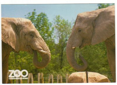 Toronto Zoo postcards