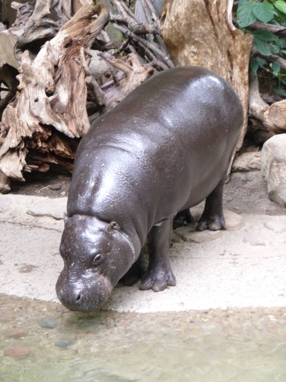 Toronto Zoo - Pygmy Hippo