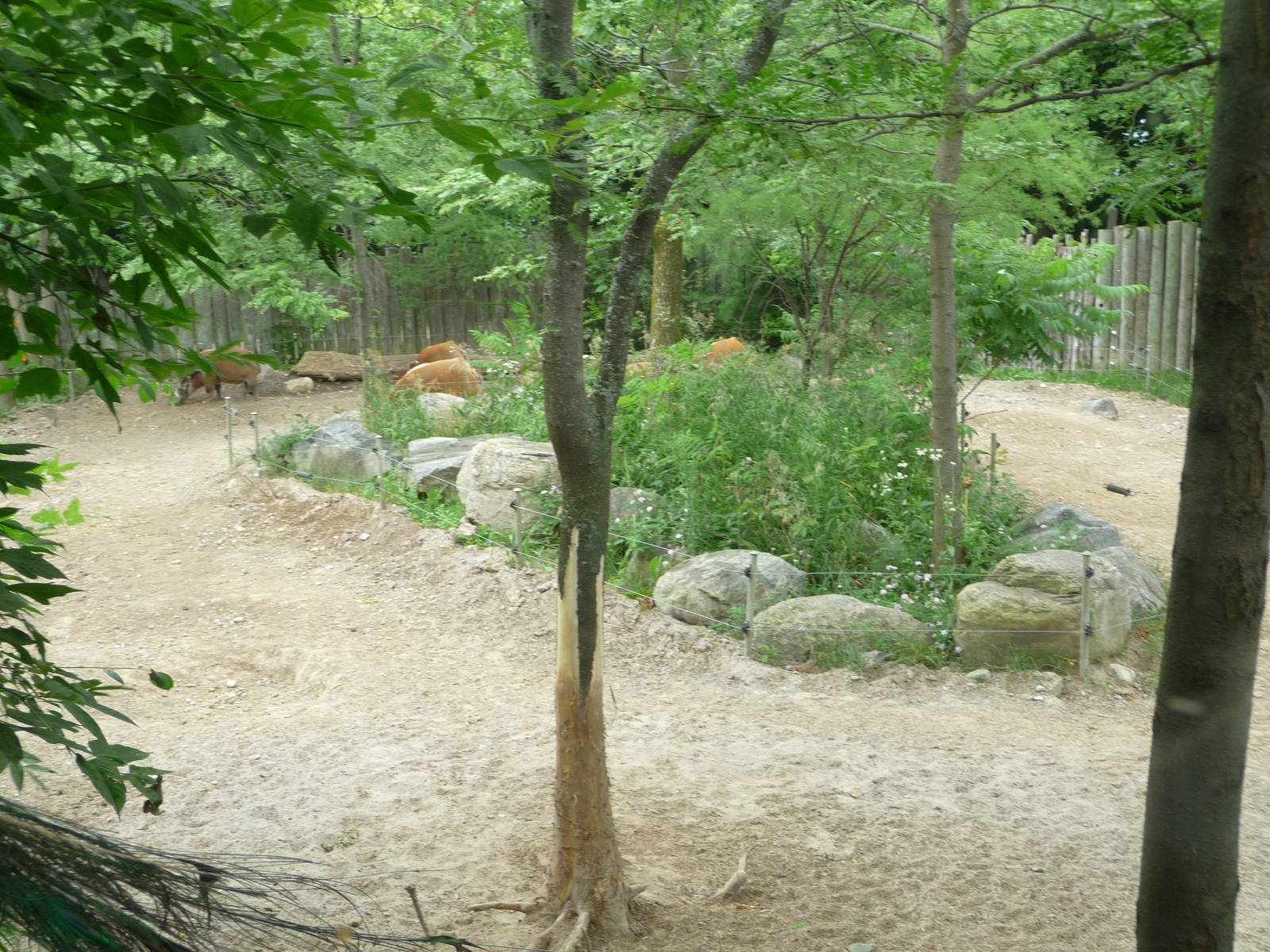 Toronto Zoo - Red River Hog Exhibit