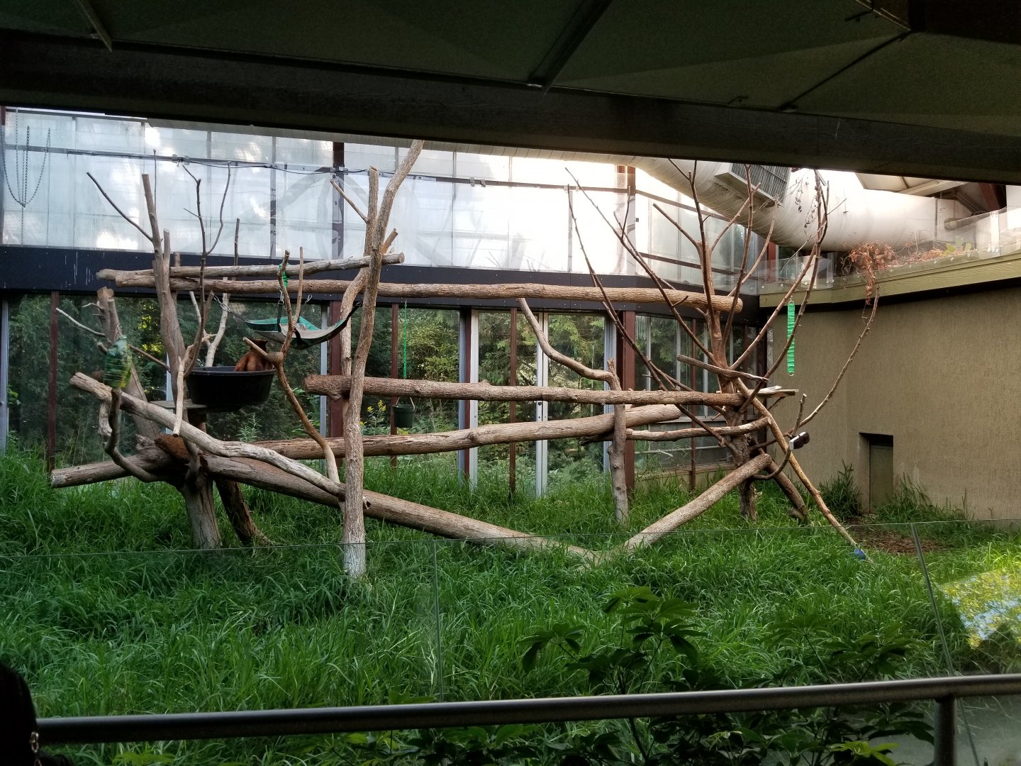 Toronto Zoo - Tree Kangaroo Exhibit