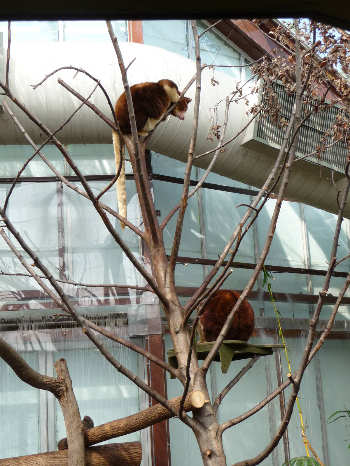 Toronto Zoo - Tree Kangaroos