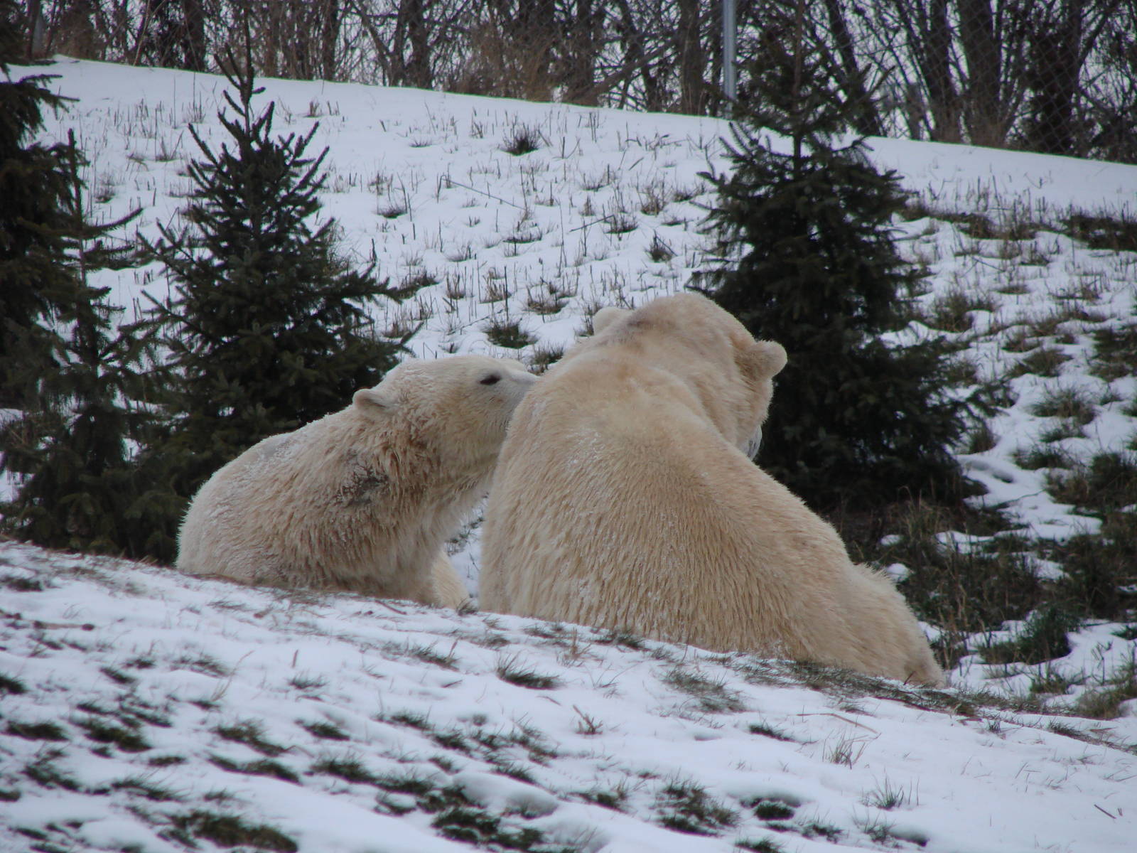 Toronto Zoo Visit - December 18th 2009