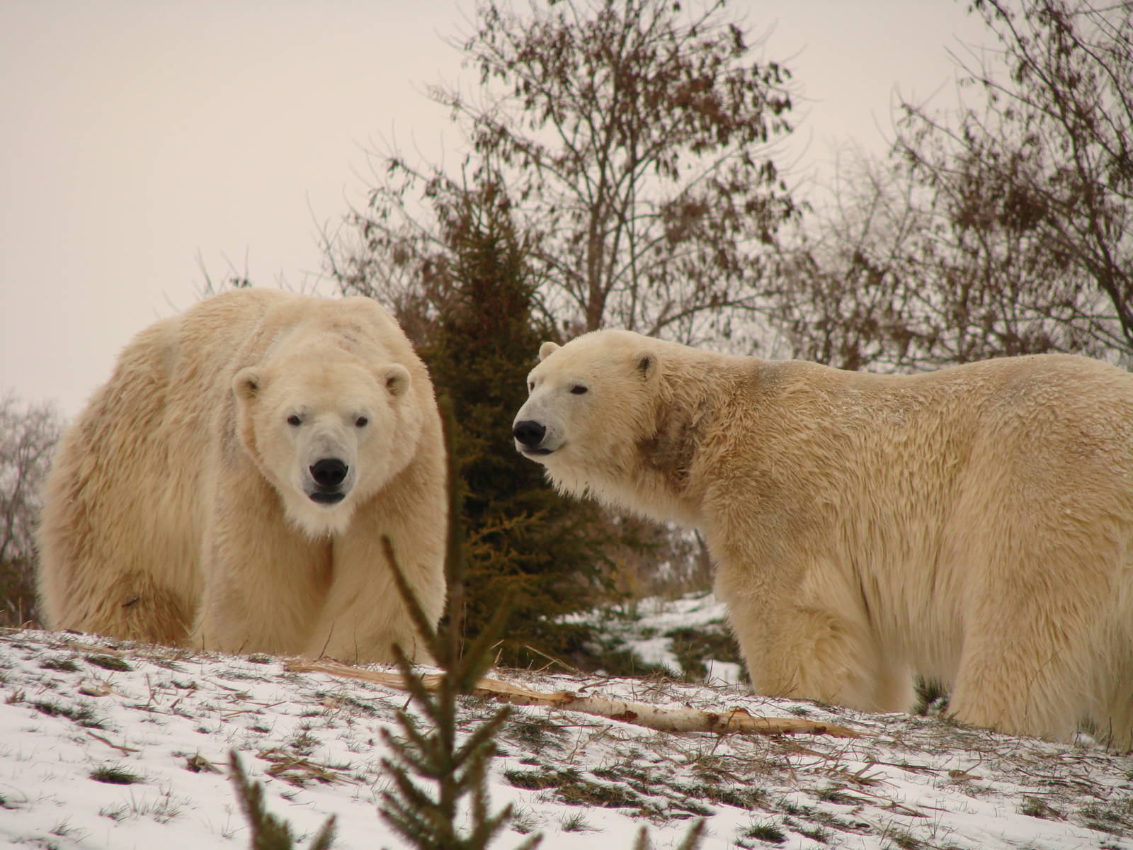 Toronto Zoo Visit - December 18th 2009