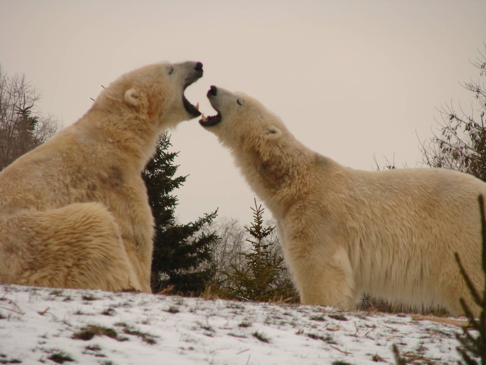 Toronto Zoo Visit - December 18th 2009