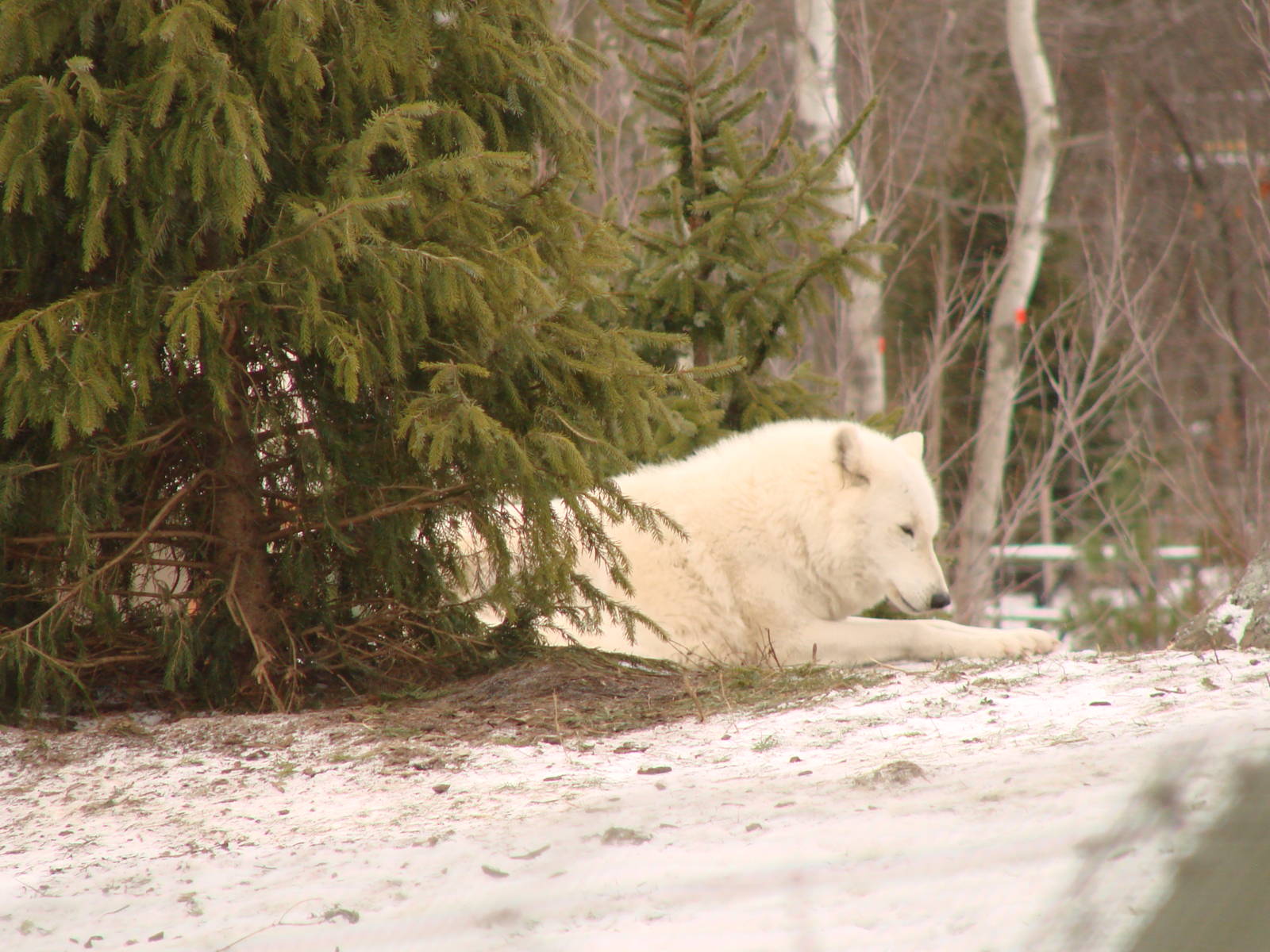 Toronto Zoo Visit - December 18th 2009