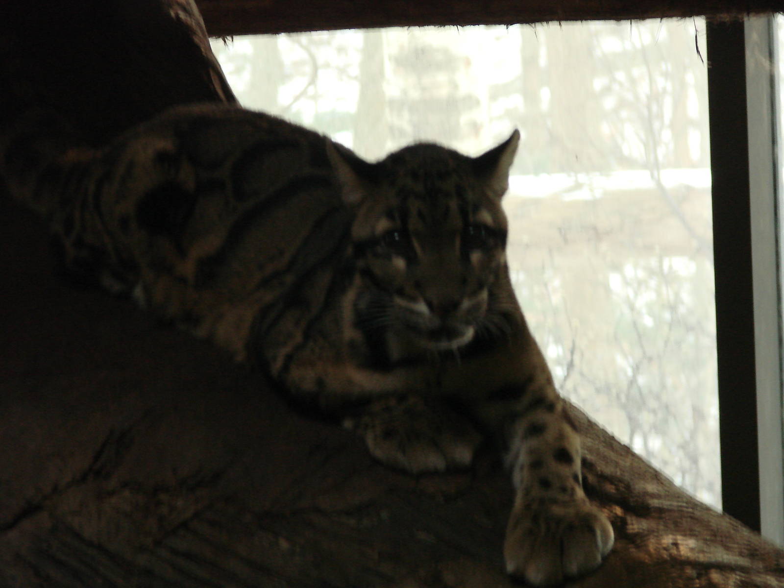 Toronto Zoo Visit - December 18th 2009