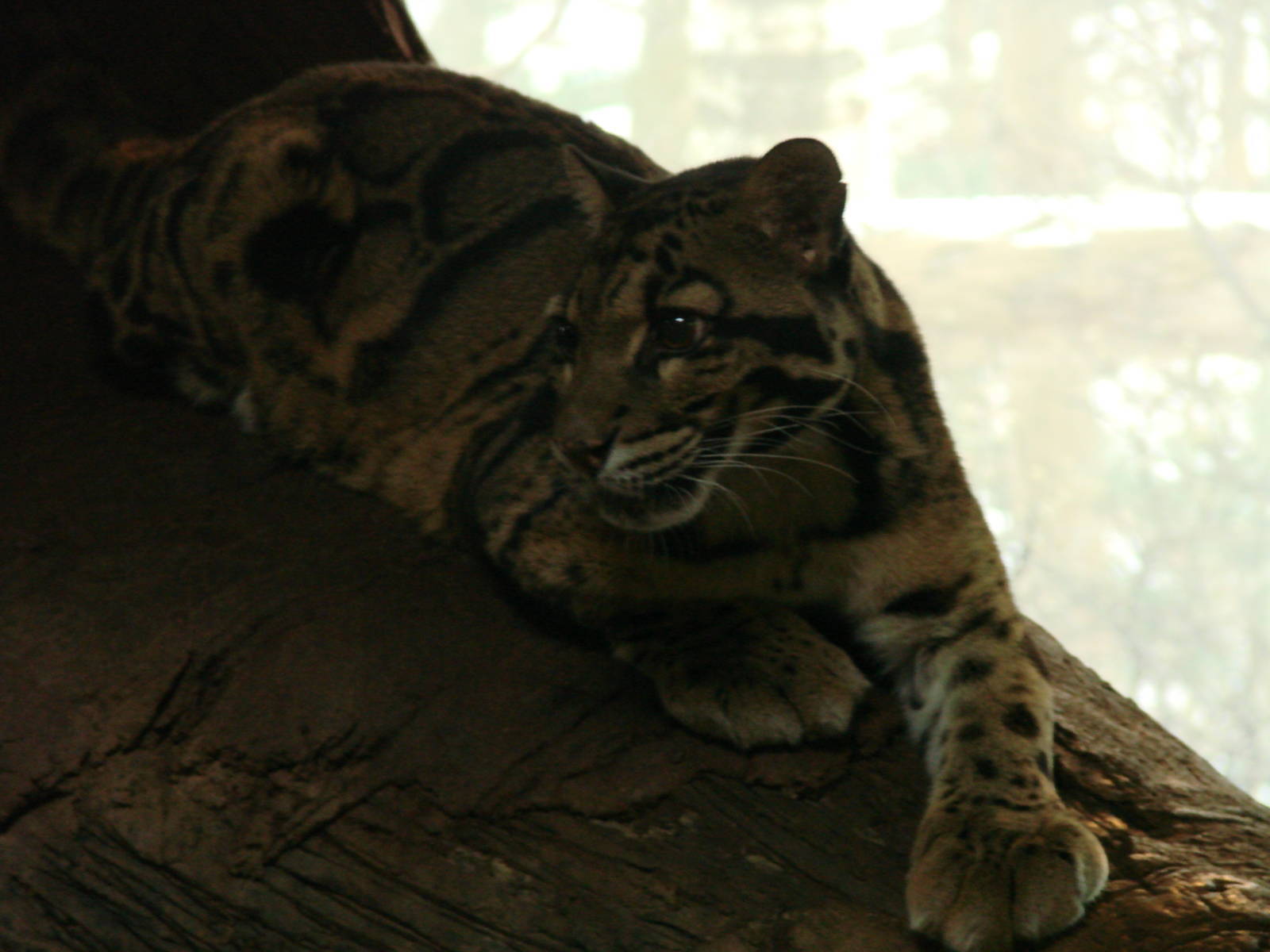 Toronto Zoo Visit - December 18th 2009