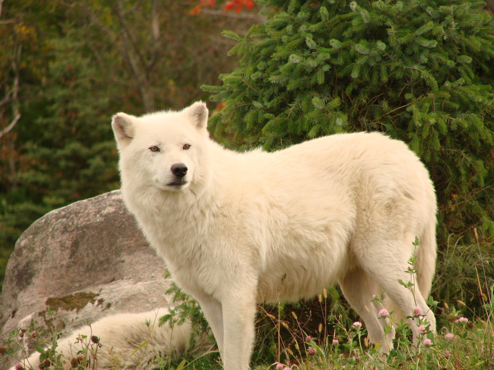 Toronto Zoo Visit - October 5th, 2009