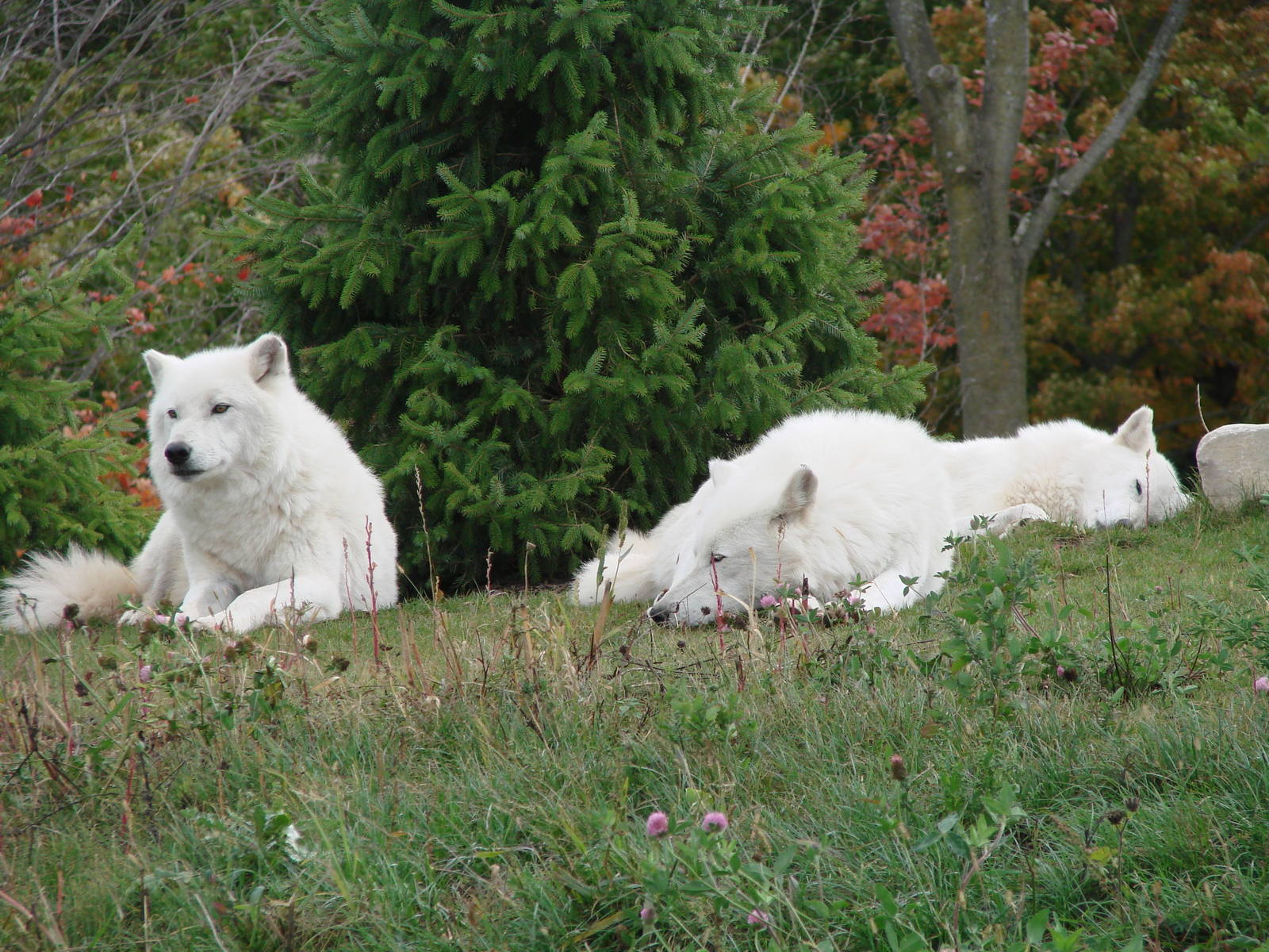Toronto Zoo Visit - October 5th, 2009