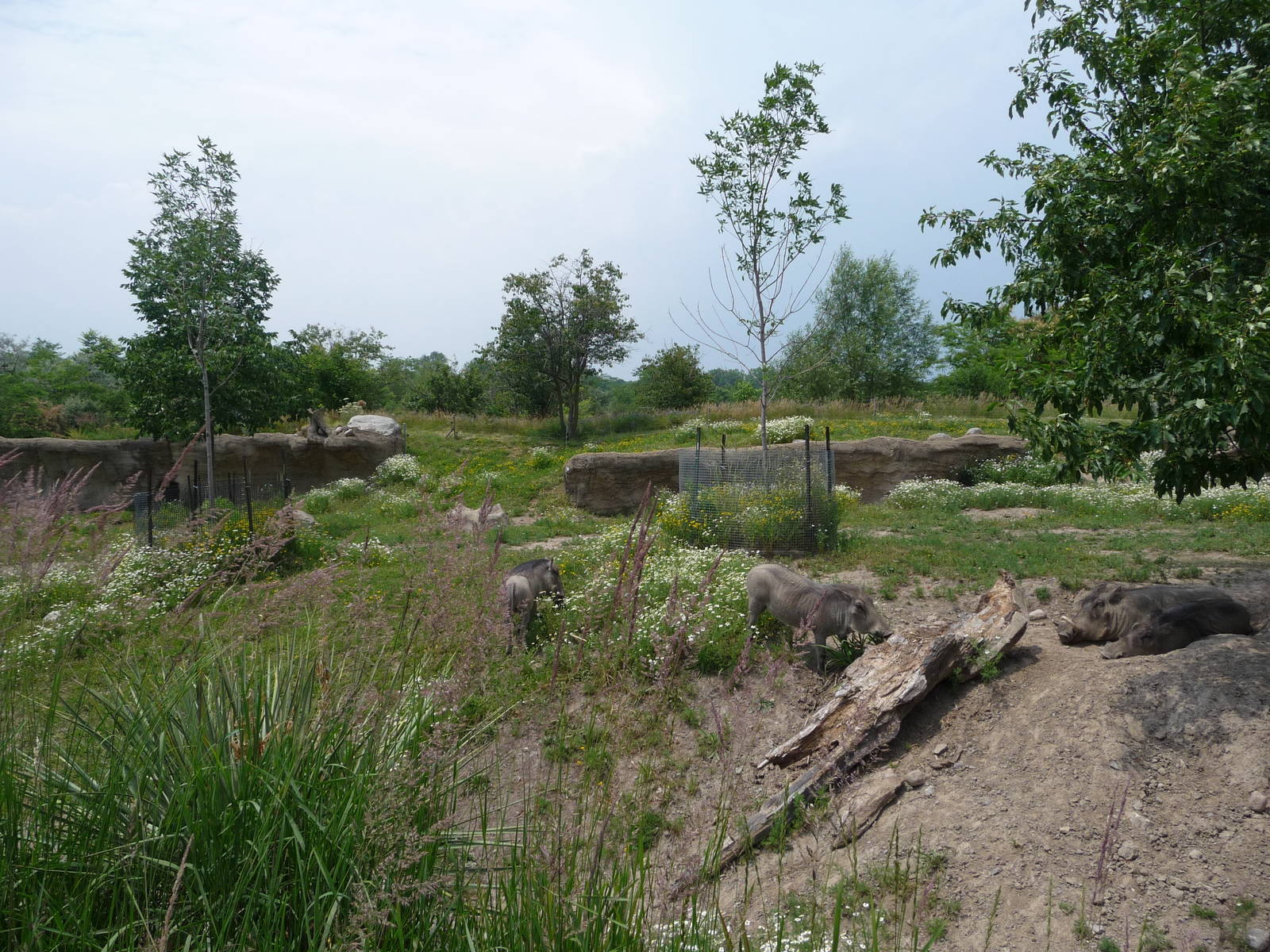 Toronto Zoo - Warthog Exhibit