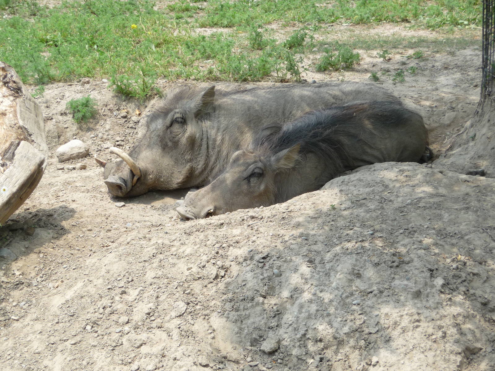 Toronto Zoo - Warthogs