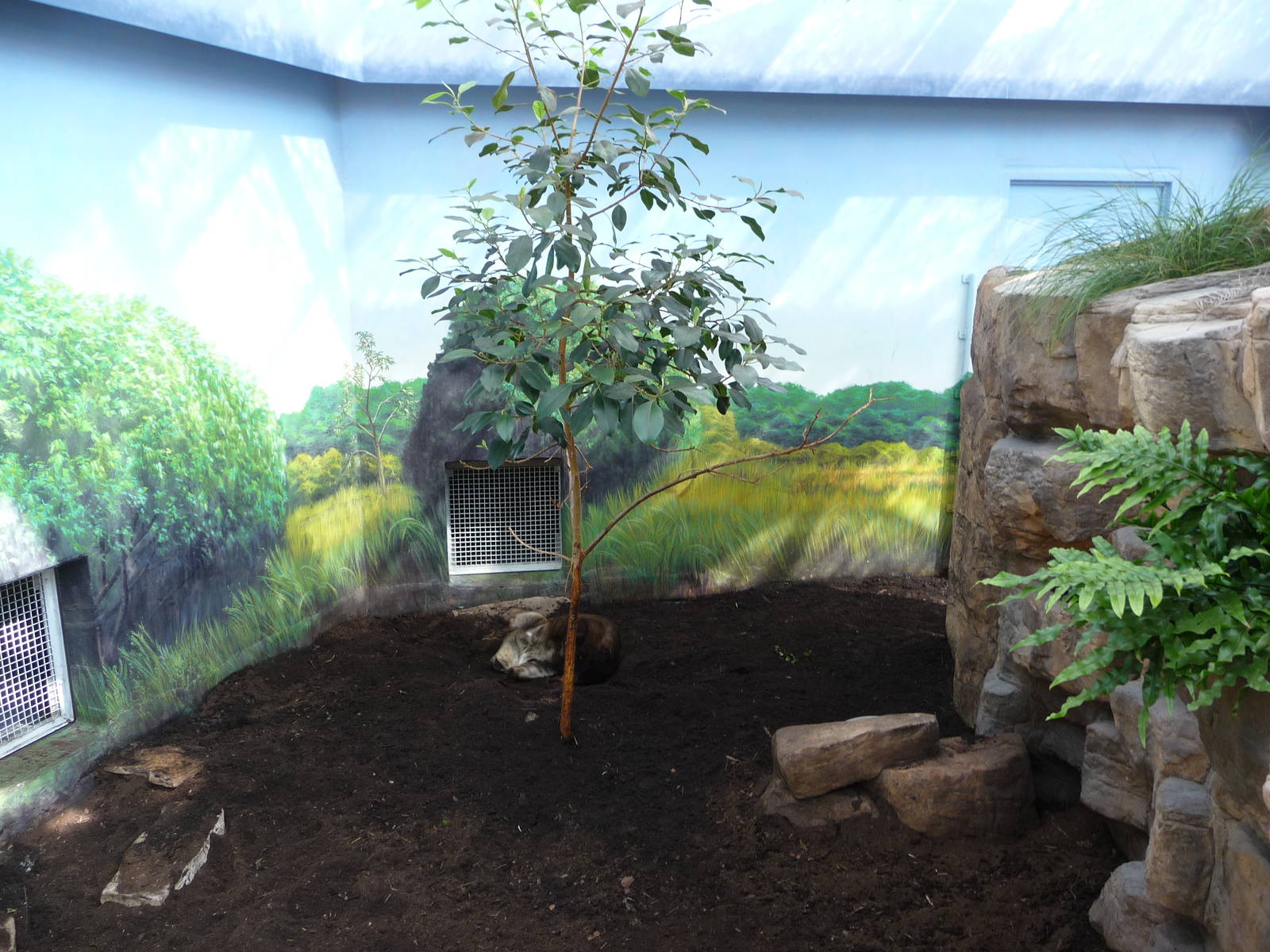 Toronto Zoo - Wombat Exhibit