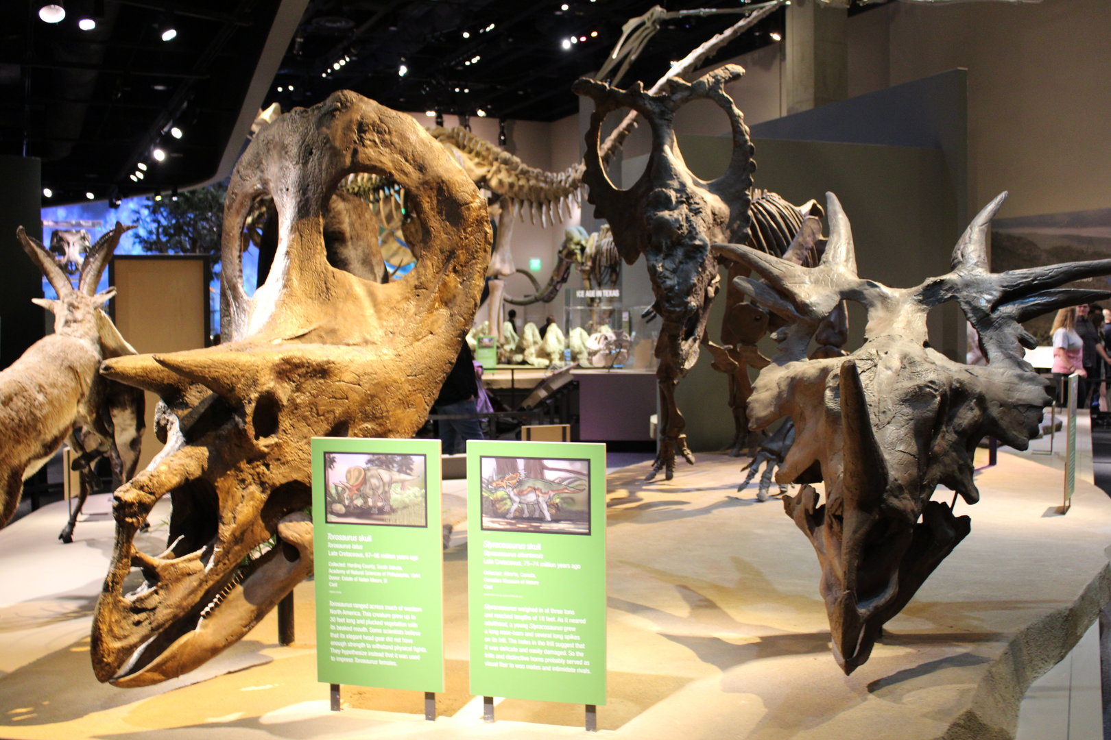 Torosaurus and Styracosaurus Skull (T. latus) (S. Albertensis)