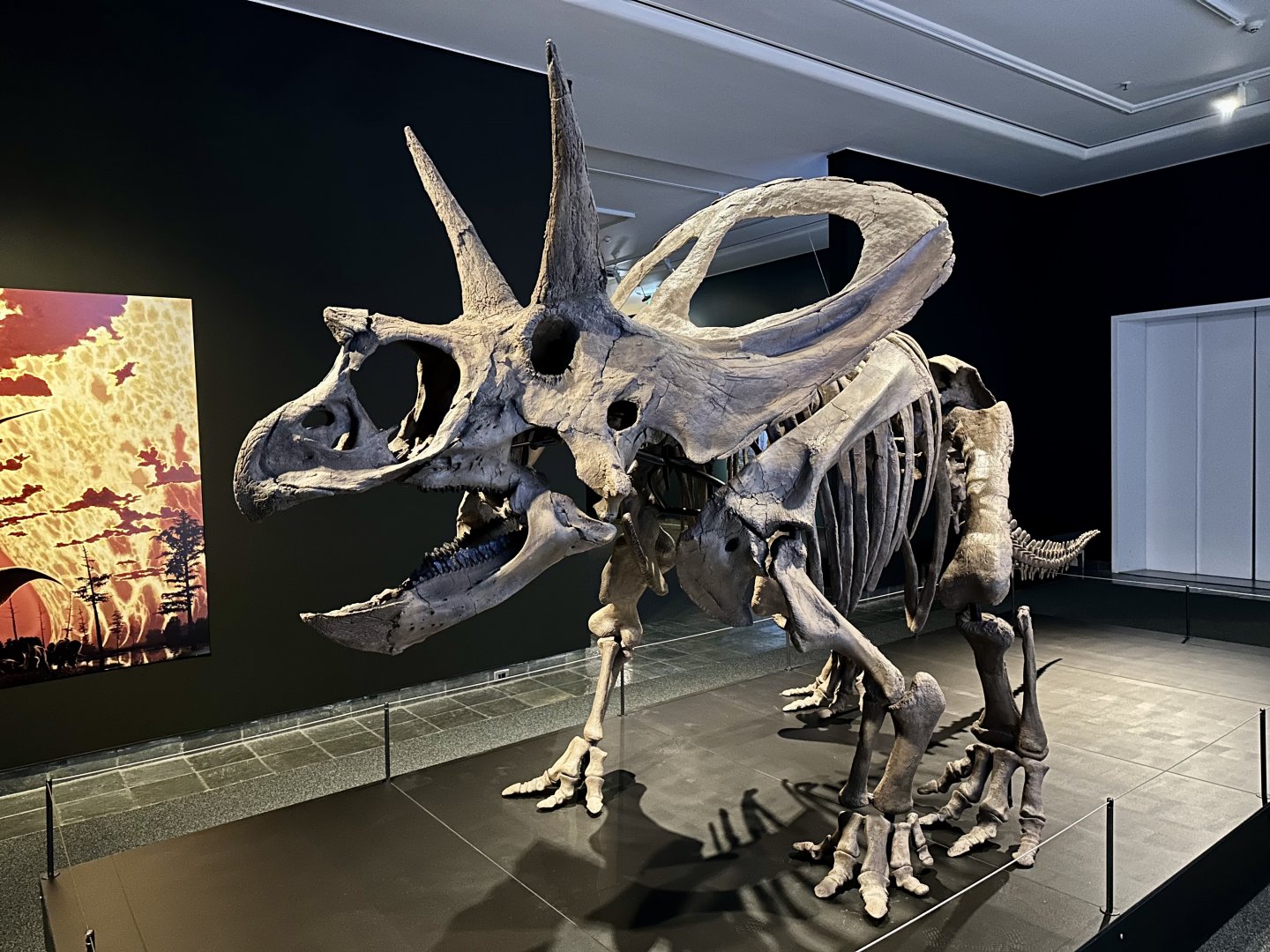 Torosaurus latus (skeleton)