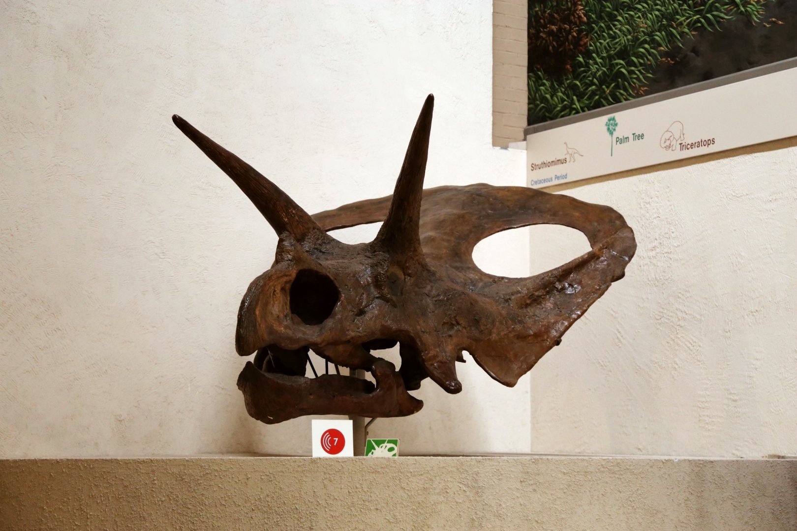 Torosaurus latus Skull, Holotype (YPM 1830)