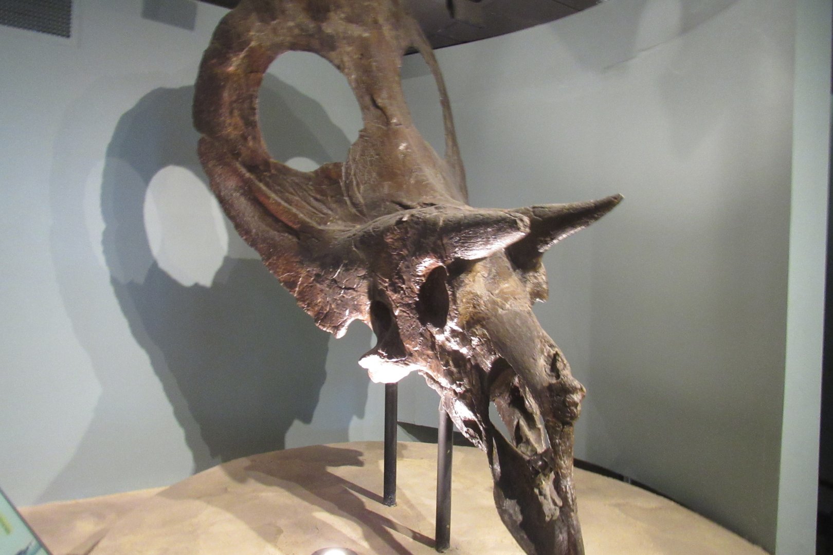 torosaurus