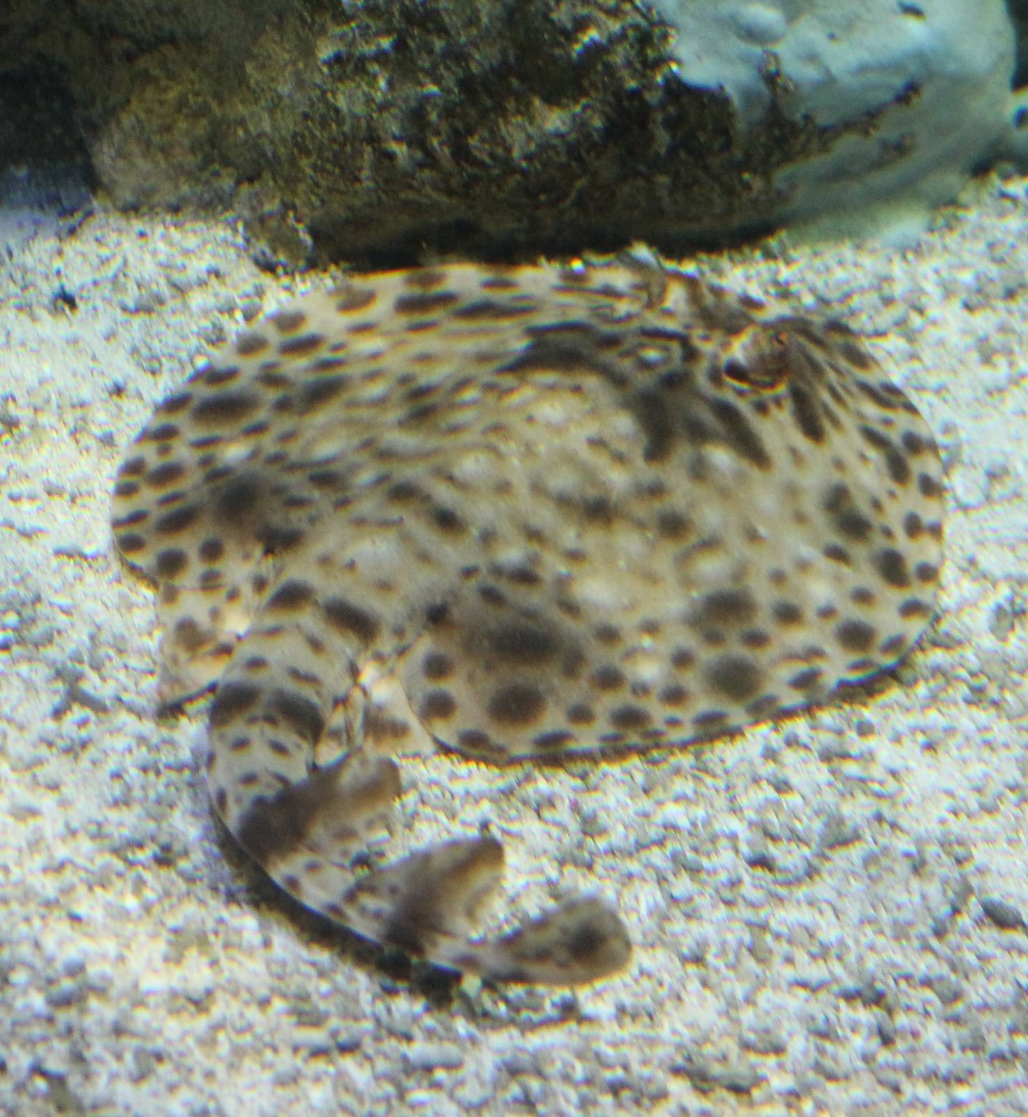 Torpedo ray ID