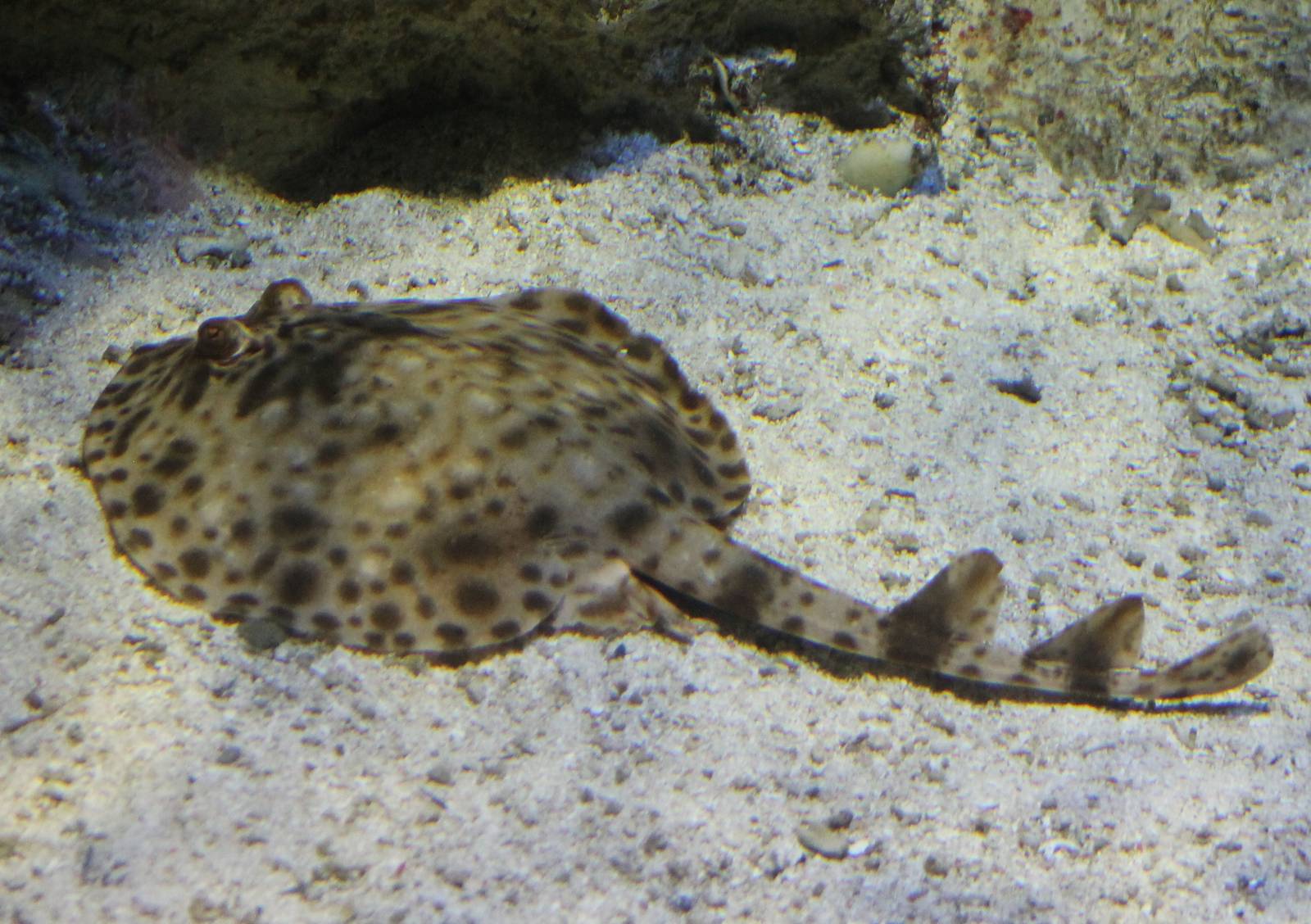 Torpedo ray ID