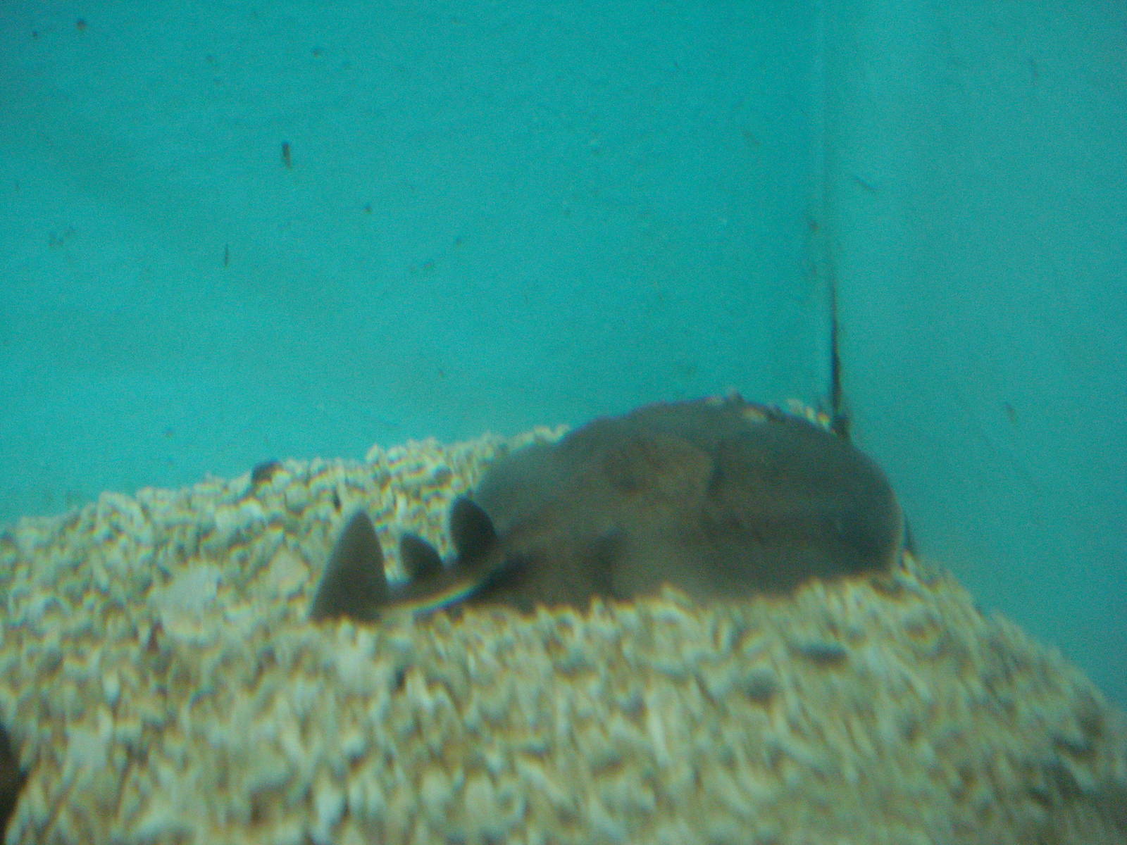 Torpedo ray