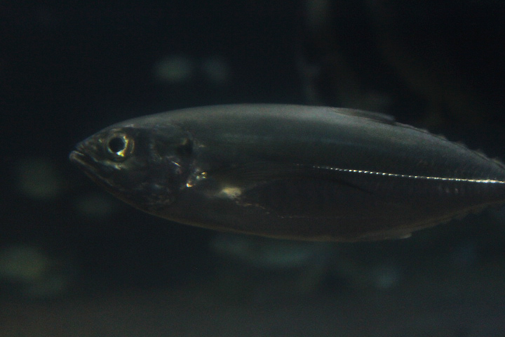 Torpedo scad (Megalaspis cordyla)