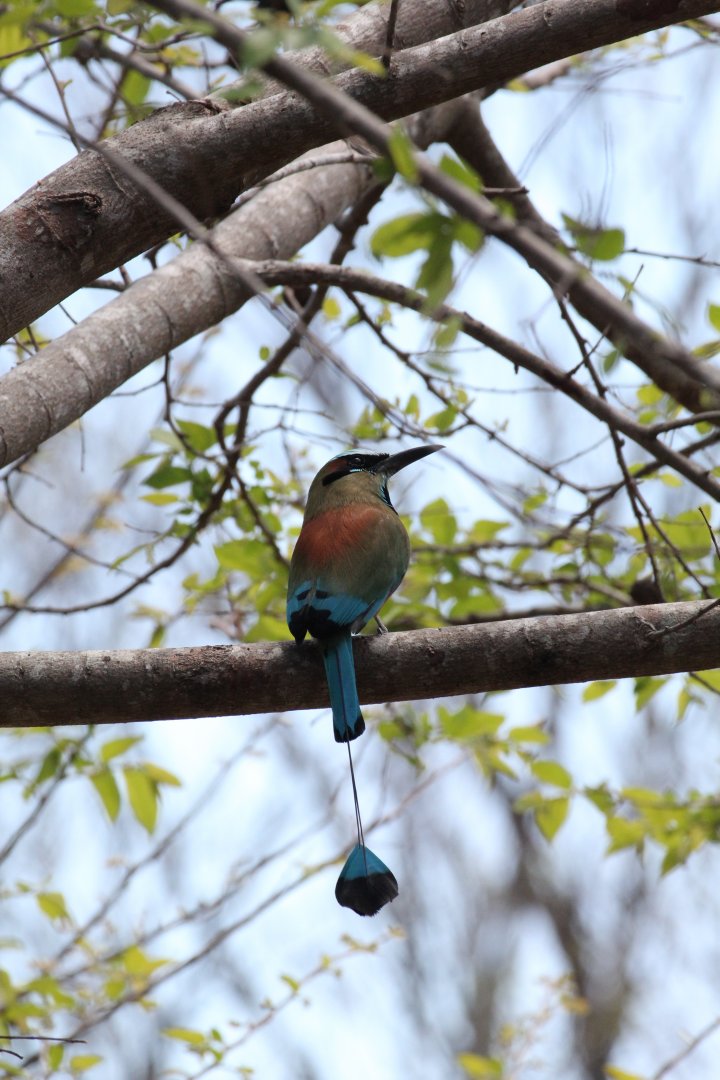 Torquoise-browed Motmot