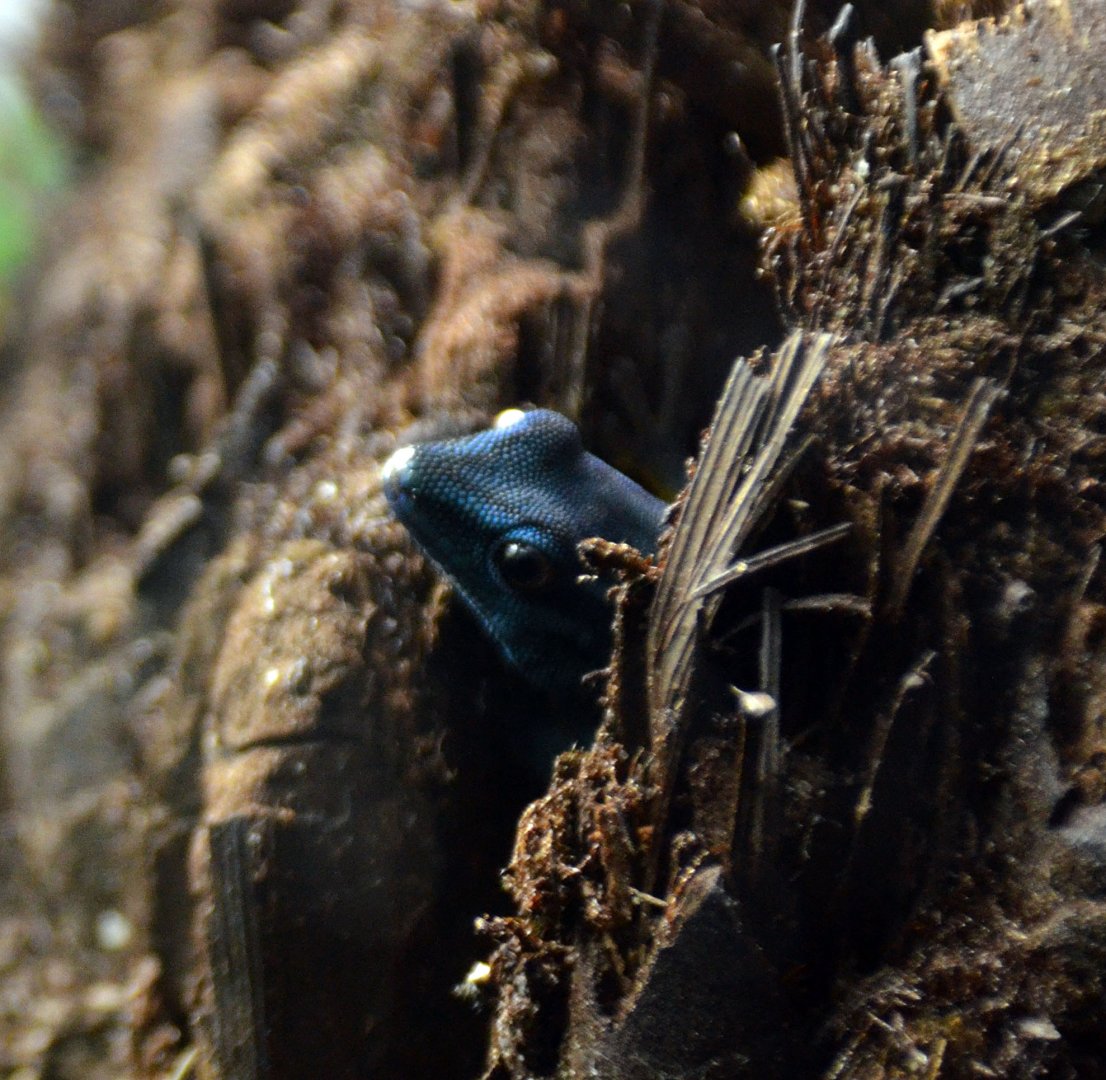 Torquoise dwarf gecko