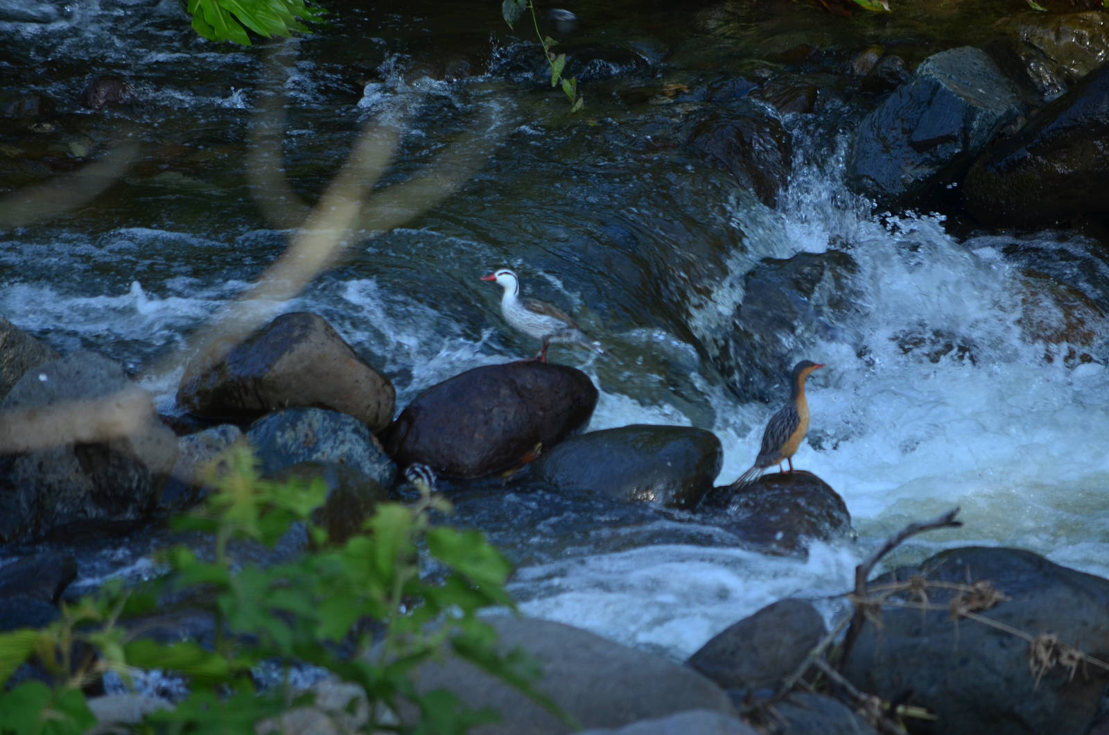 Torrent duck - Merganetta armata colombiana