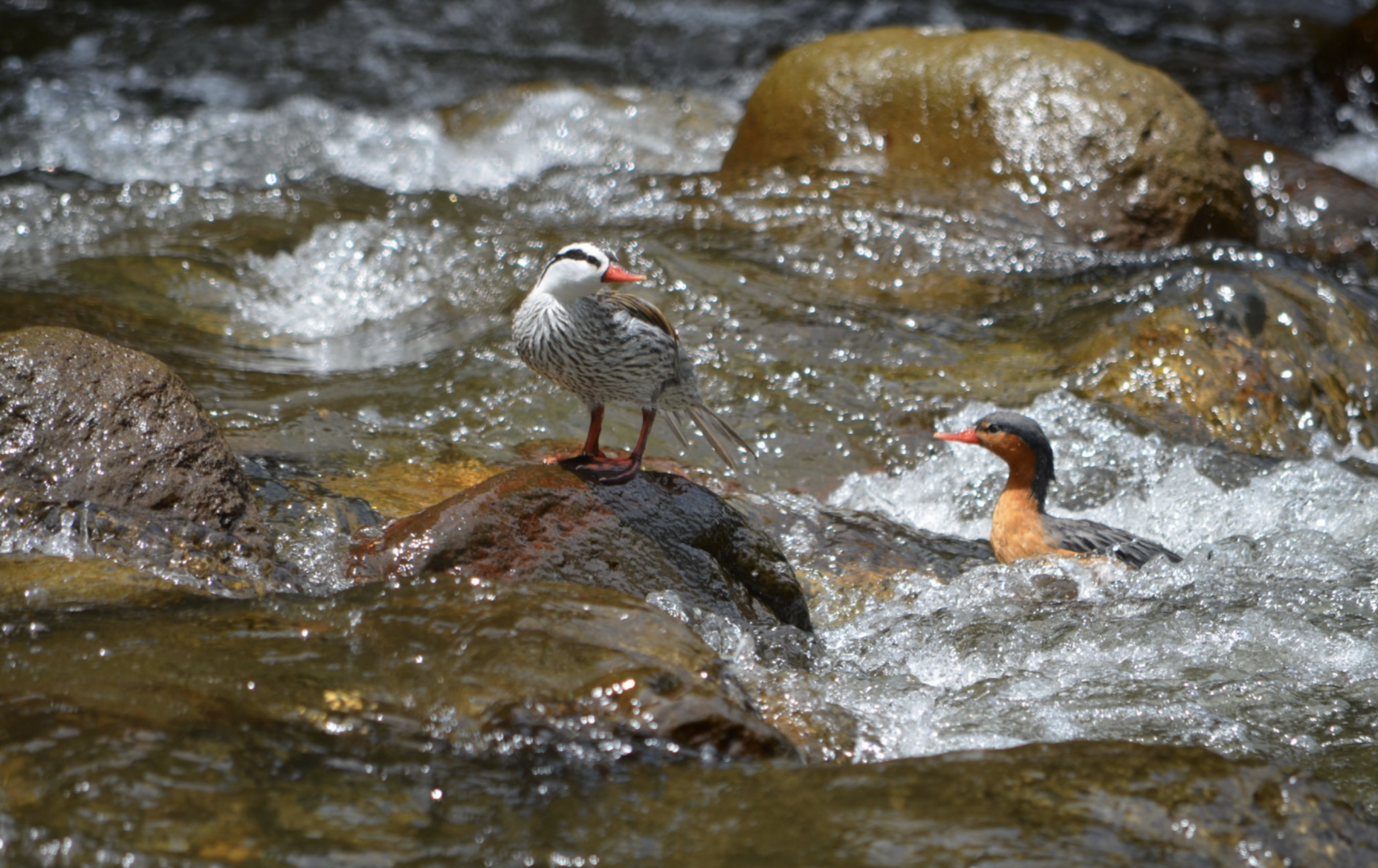 Torrent duck pair (Merganetta armata colombiana)