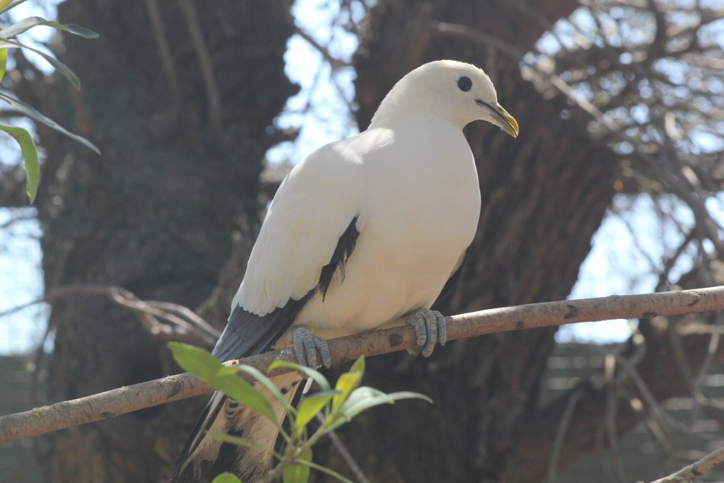 Torres Strait Pigeon