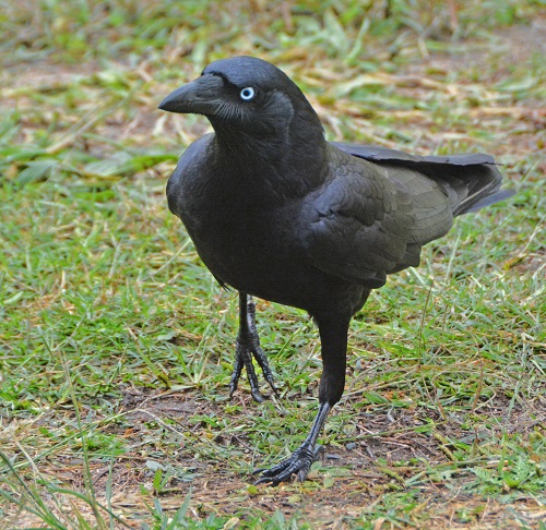 Torresian crow. 2    ?