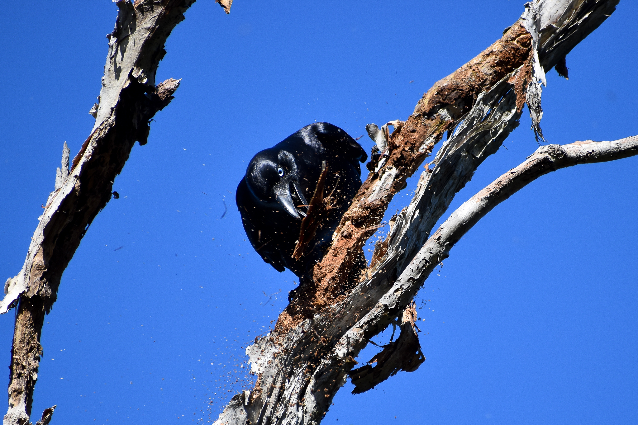 Torresian Crow (Corvus orru) ripping bark