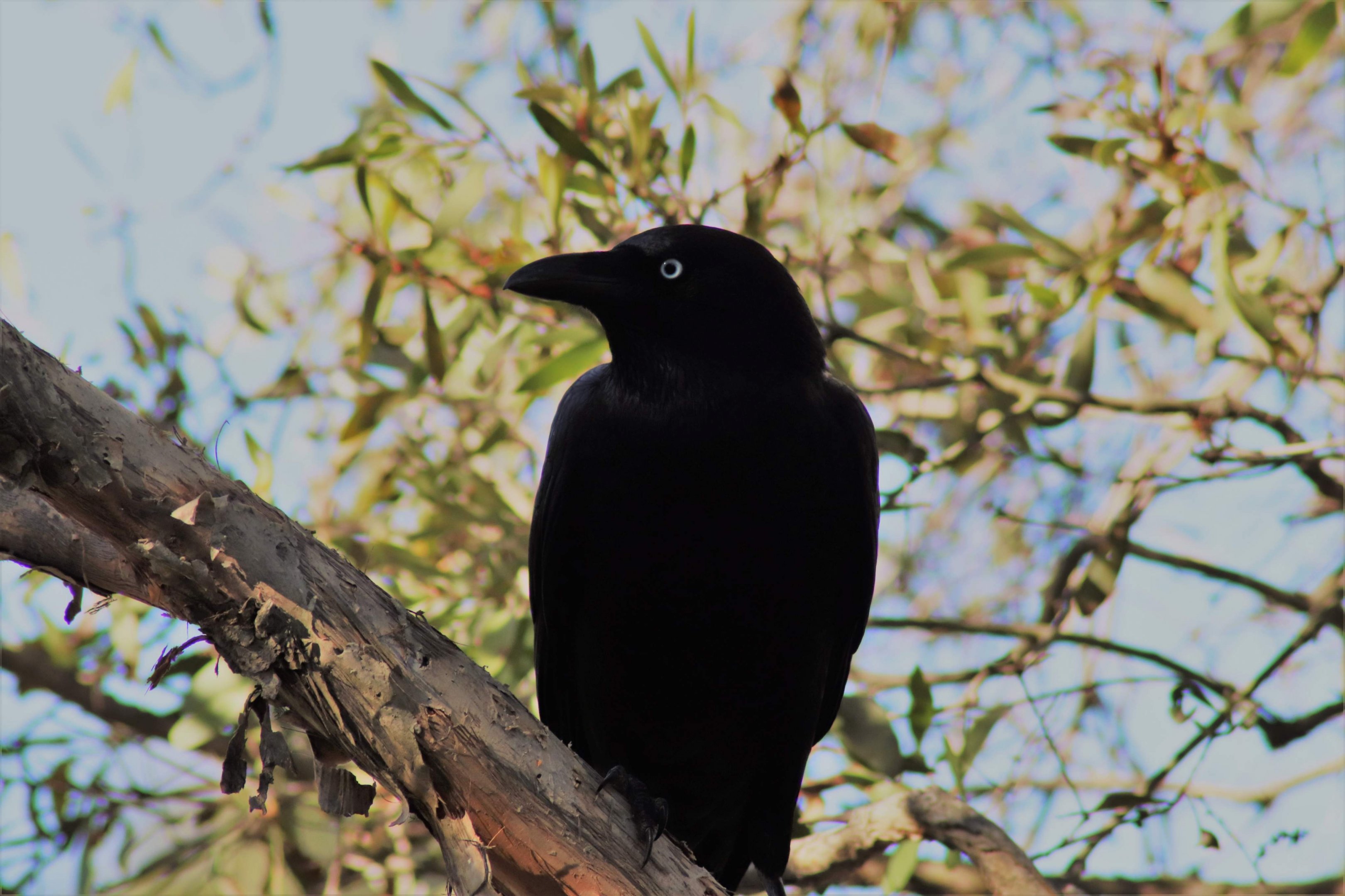 Torresian Crow (Corvus orru)