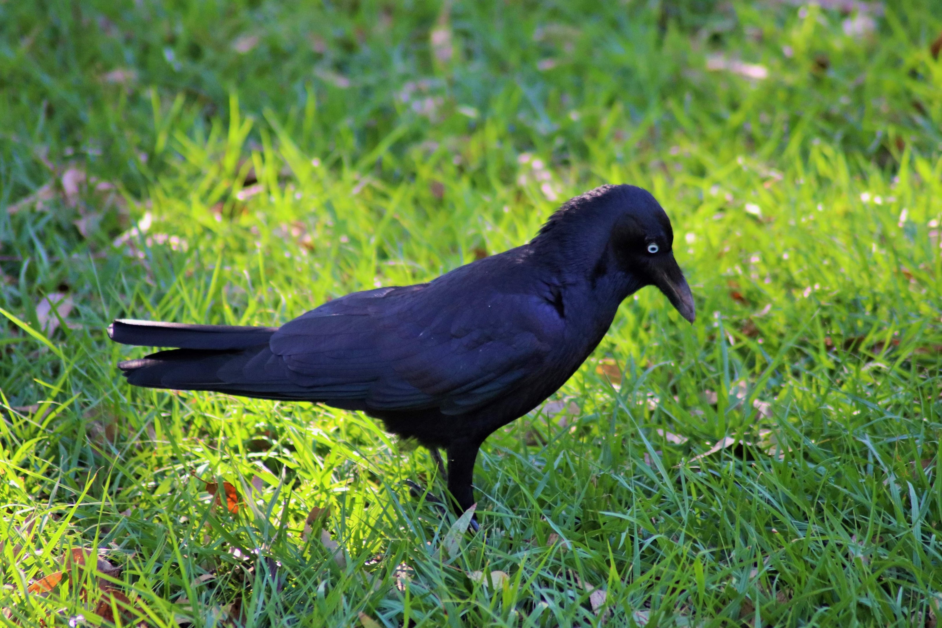 Torresian Crow (Corvus orru)