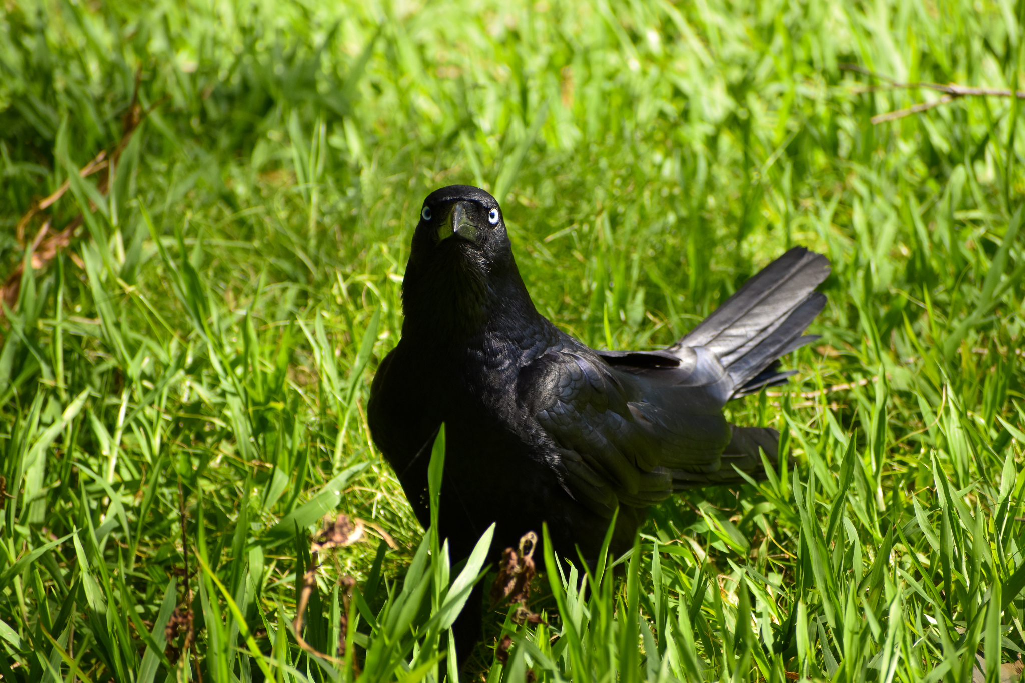 Torresian Crow (Corvus orru)