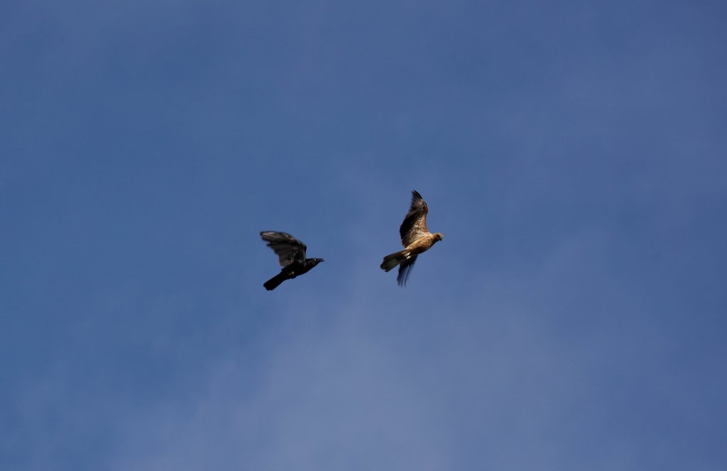 Torresian Crow harassing Whistling Kite