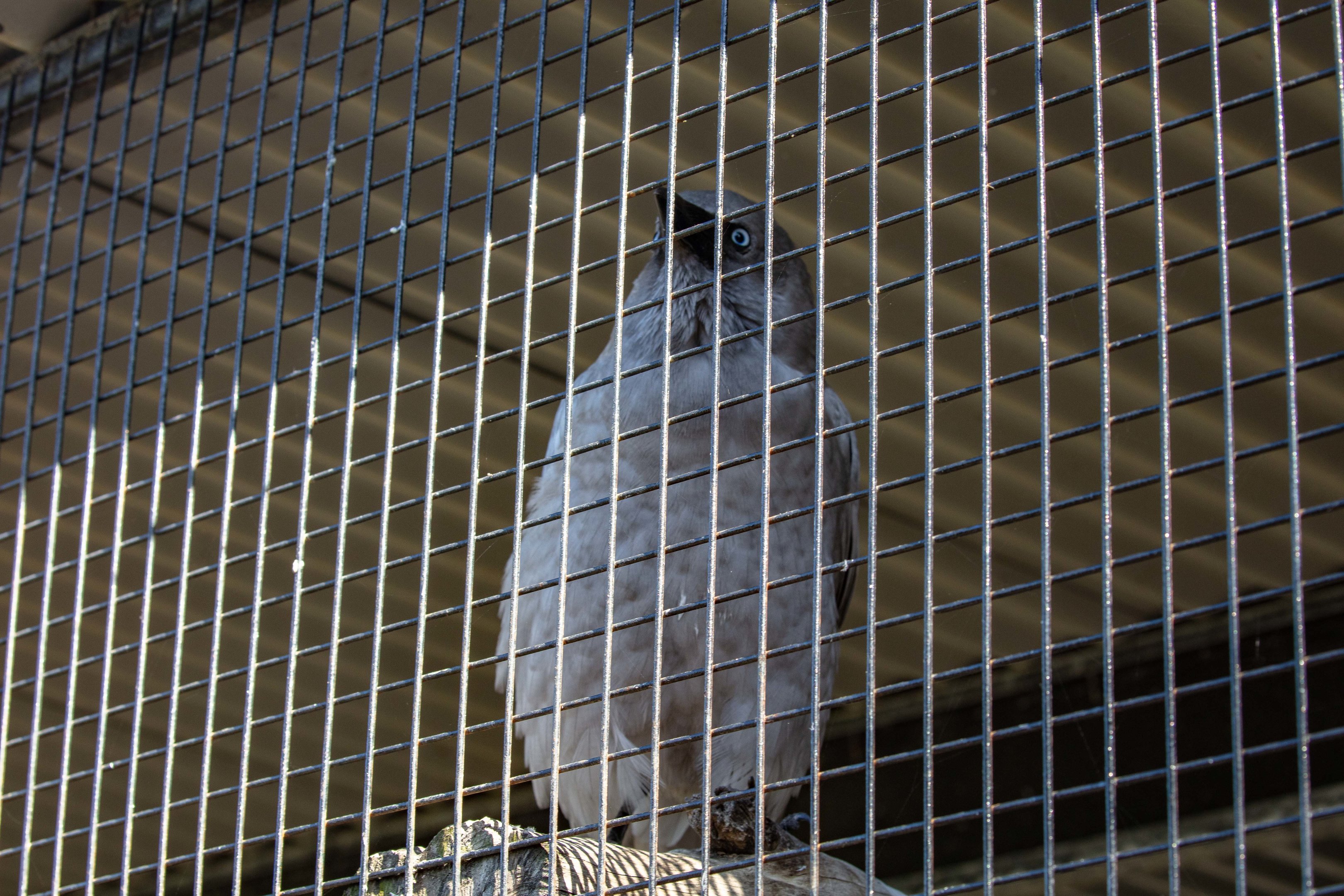 Torresian Crow (silver mutation)